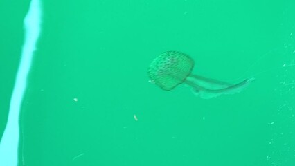 Wall Mural - Pelagia noctiluca species in living in the Mediterranean Sea, the North Sea and Atlantic, Mexico, and Australia. Luminous purple-striped jelly floating in the water on blue sea background.