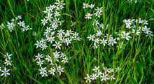 Close Up Of Star-of-Bethlehem Flowers (Ornithogalum Umbellatum)
