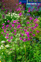 Wall Mural - Close up of Annual honesty (Lunaria rediviva)
