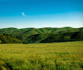 landscape with green grass and sky