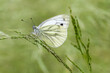 Motyl bielinek bytomkowiec na łące
