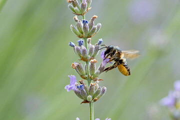 Poster - abeille solitaire