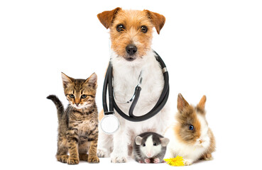 Poster - dog and cat and stethoscope