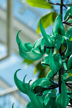 Green Jade Flower Cascade