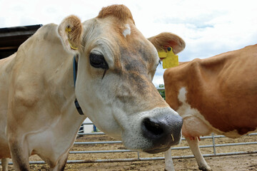 Guernsey cow head and shoulders