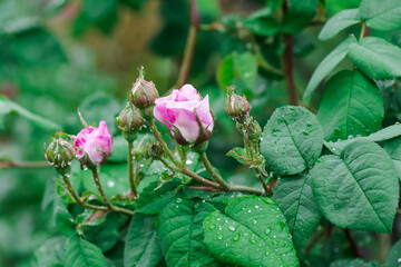 Aphids on the buds and leaves of a pink climbing rose. Garden pests on flowers. Pink rose buds with water drops after rain. An aphid on a climbing rose bush