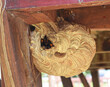Large nest of wasps at under the pillars of the pavilion.
