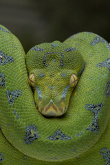 Wall Mural - Very closeup Green Tree Python (Morelia viridis). Green tree pythons are found in Indonesia, Papua New Guinea, and Australia. This Green Tree Python is a rare species.