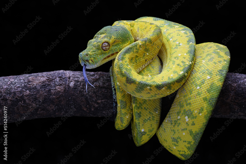 Green Tree Python (Morelia viridis) on tree branch. Green tree pythons ...