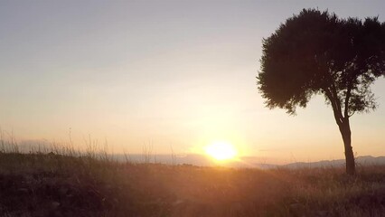 Wall Mural - pan shot alone tree with sunset sky background. the morning sun shines on the hills. lonely concept video from stock nature.