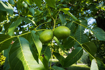 Sticker - Green nuts on a tree.