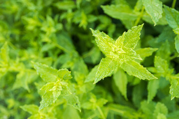 Sticker - Fresh green leaves of peppermint.