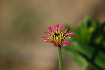 Poster - Pink zinnia flower bloom closeup in annual garden against blurred background.
