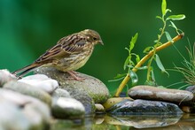 Young Yellowhammer (Emberiza Citrinella) Stands On Stones With Grass At A Bird's Watering Hole. Reflection On The Water. Czechia. 