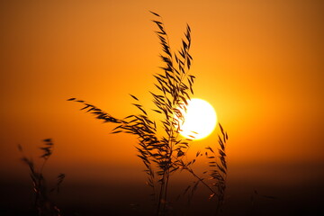 Plants during sunrise on Lachish hill in Israel