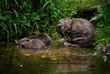 A Adult Beaver And Two Kits On A Riverbank