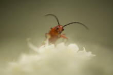 A Small Red Common Soldier Beetle On A White Flower