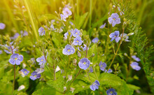 Small Blue Flowers Of Spring Or Summer Primrose Veronica Hamedori Germander Speedwell, Veronica Bird's Eye, Cat's Eyes In Green Grass. Natural Floral Background. Selective Focus