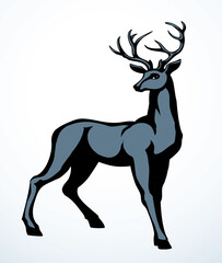 Poster - Beautiful noble deer. Vector drawing