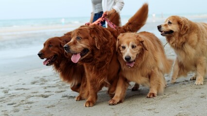 Wall Mural - Woman walking with dogs golden on the beach Female relaxation with pet lifestyle on weekend concept, Enjoy life balance and freedom.