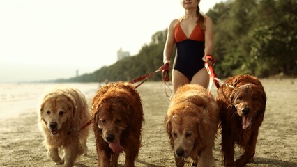 Wall Mural - Woman walking with dogs golden on the beach Female relaxation with pet lifestyle on weekend concept, Enjoy life balance and freedom.