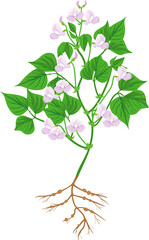 Wall Mural - Bean plant with green leaves, purple flowers and root system isolated on white background