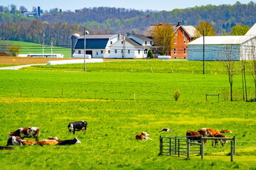 Wall Mural - Amish country, grazing cows, farm, home and barn on field agriculture in Lancaster, Pennsylvania, PA US North America