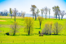 Amish Country, Horses On Field Agriculture In Lancaster, Pennsylvania, PA US North America