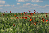 Fototapeta Kwiaty - Beautiful field full of poppies, poppies in the cereal.