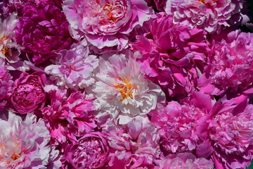 Wall Mural - floral background of peonies of different shapes, sizes and colors. drops of water on the petals. na