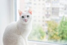 Cute Turkish Angora Cat Looks Out The Window