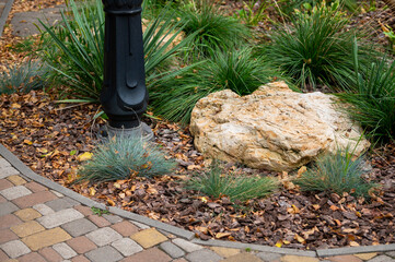 Wall Mural - flowerbed with evergreen round bushes of boxwood and juniper in landscape design