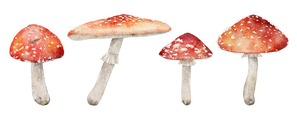 Red amonita, watercolor mushrooms illustration on an isolated white background