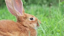 Portrait Of A Funny Red Rabbit On A Green Young Juicy Grass In The Spring Season In The Garden With Big Ears And Whiskers, Close-up. Easter Domestic Hare Eats Grass In The Meadow. Slow Motion