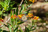 Fototapeta Krajobraz - Monarch butterfly resting on a flowering milkweed plant