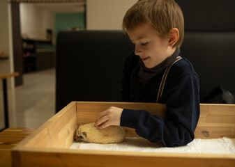 a boy, 8 years old, sits indoors, in a contact cafe and strokes an albino hedgehog. Accessible environment, animal care, assistance, overexposure for the summer