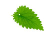 Fresh melissa leaf isolated on white background. Green melissa herb