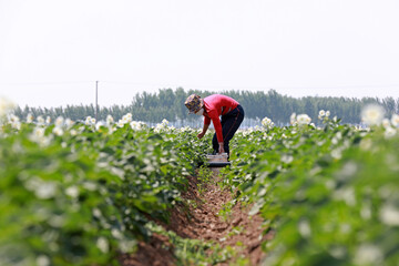 Poster - Farmers work hard in potato fields, North China