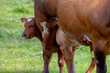 Selective focus of young female orange brown Dutch cow and baby on green grass meadow, A calf standing behind mother's udder, Open farm with dairy cattle on the field in countryside in Netherlands.