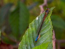 Macro Photography Of A Female Blue-tailed Damselfly Sitting On An Alder Leaf, Captured In A Forest Near The Town Of Arcabuco In Central Colombia.