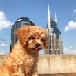 dog on the roof of a building
