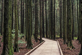 Fototapeta Na sufit - 제주도에 있는 사려니 숲길