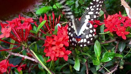 Poster - Butterfly Collecting pollen From flowers.