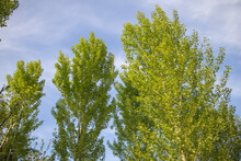 Close Up Shot Of Poplar Trees In Early Summer