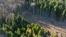 Aerial View Of Pine Forest With Large Area Of Cut Down Trees As Result Of Global Deforestation Industry. Harmful Human Influence On World Ecology