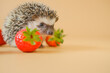 Hedgehog and strawberry berries.food for hedgehogs. Cute gray hedgehog and red strawberries on a beige background.Baby hedgehog.strawberry harvest.African pygmy hedgehog. pet and red berries.
