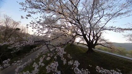 Wall Mural - Japan cherry blossom by FPV drone