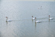 A Large Flock Of Graceful White Swans Swims In The Lake., Swans In The Wild