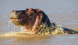 There are many hippos in the lake St. Lucia in South Africa. This hippo in Sungulwane park was very angry.