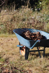 Rustic blue wheelbarrow with autumn leaves raked up, in rural garden setting. Portrait orientation.